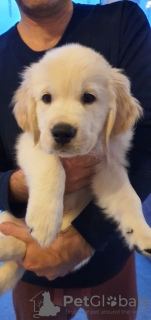 Photo №1. golden retriever - for sale in the city of Амстердам | 475$ | Announcement № 115299