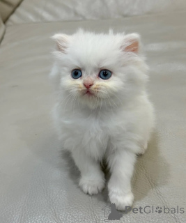 Photo №1. persian cat - for sale in the city of Augustusburg | 361$ | Announcement № 174540