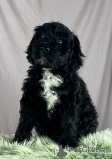Additional photos: Portuguese Water Dog puppies