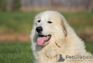 Photo №4. I will sell great pyrenees in the city of Utena. from nursery - price - 1040$