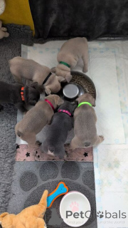 Photo №1. french bulldog - for sale in the city of Monterrey | Is free | Announcement № 147158