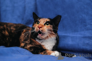 Photo №1.  - for sale in the city of Minsk | Is free | Announcement № 164182