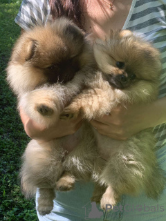 Additional photos: Pomeranian spitz puppies