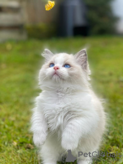 Photo №1. ragdoll - for sale in the city of Kharkov | 2600$ | Announcement № 31123