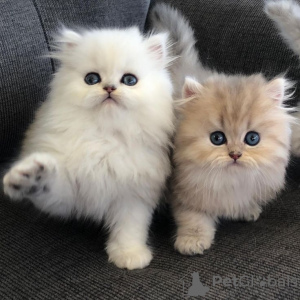 Photo №1. persian cat - for sale in the city of Berlin | 424$ | Announcement № 132430