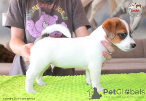 Photo №2 to announcement № 107631 for the sale of jack russell terrier - buy in Poland breeder