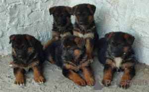 Photo №3. German Shepherd puppies. Serbia