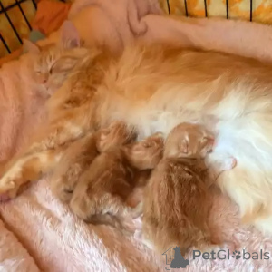 Photo №2 to announcement № 167255 for the sale of maine coon - buy in Germany private announcement