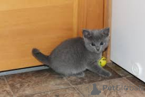 Photo №2 to announcement № 166951 for the sale of russian blue - buy in Finland private announcement, breeder
