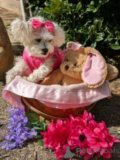 Photo №2 to announcement № 168219 for the sale of maltese dog - buy in United States breeder