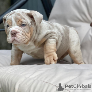 Photo №2 to announcement № 24951 for the sale of english bulldog - buy in Italy from nursery