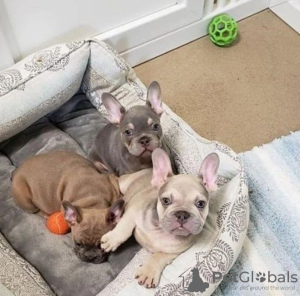 Photo №1. french bulldog - for sale in the city of Berlin | negotiated | Announcement № 119976