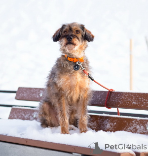 Photo №1. non-pedigree dogs - for sale in the city of St. Petersburg | Is free | Announcement № 163725