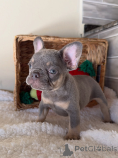 Photo №1. french bulldog - for sale in the city of Zürich | negotiated | Announcement № 163765