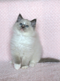 Photo №1. ragdoll - for sale in the city of Grodno | Negotiated | Announcement № 3947