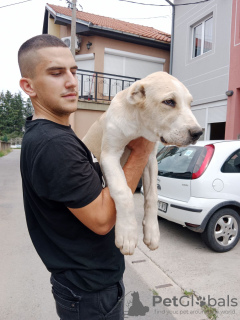 Photo №2 to announcement № 24660 for the sale of central asian shepherd dog - buy in Serbia breeder