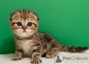 Photo №3. Adorable Ragdoll kitten. Belarus