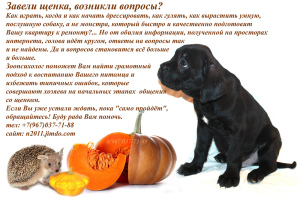 Photo №2. Service of the dog handler in Russian Federation. Price - 6$. Announcement № 3851