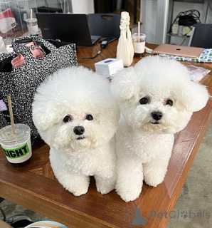 Photo №1. bichon frise - for sale in the city of Madrid | negotiated | Announcement № 175852