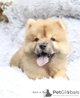 Photo №3. Chow chow puppy. Germany