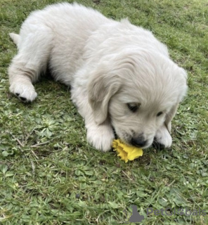 Photo №1. golden retriever - for sale in the city of Auckland | negotiated | Announcement № 42680