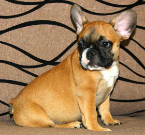 Photo №2 to announcement № 3484 for the sale of australian cattle dog, french bulldog - buy in Ukraine private announcement, breeder