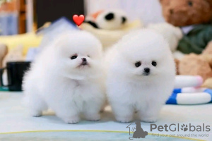 Photo №1. pomeranian - for sale in the city of Bern | 475$ | Announcement № 111997