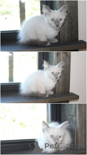 Photo №1. balinese cat - for sale in the city of Dramscell | 361$ | Announcement № 173516