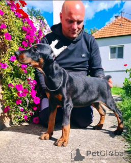 Additional photos: Doberman BEAUTIFUL puppies