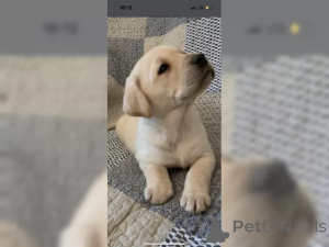 Photo №3. To give purebred Labrador puppies. Germany