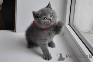 Photo №1. british shorthair - for sale in the city of Trondheim | negotiated | Announcement № 168453