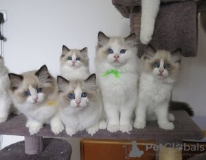 Photo №1. ragdoll - for sale in the city of Vilnius | negotiated | Announcement № 109706
