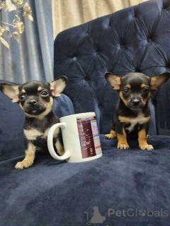 Photo №1. chihuahua - for sale in the city of Bad Homburg Vor Der Höhe | negotiated | Announcement № 167071