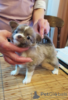 Photo №2 to announcement № 104931 for the sale of chihuahua - buy in Germany breeder