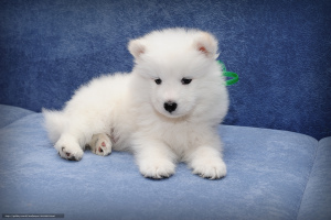 Photo №1. samoyed dog - for sale in the city of Grodno | 1000$ | Announcement № 779