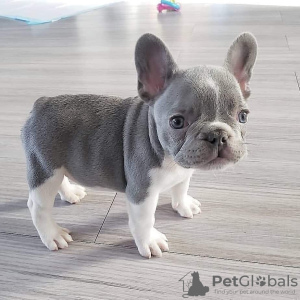 Photo №1. french bulldog - for sale in the city of Амстердам | negotiated | Announcement № 83120