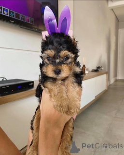 Photo №1. yorkshire terrier - for sale in the city of Abisko | negotiated | Announcement № 167293