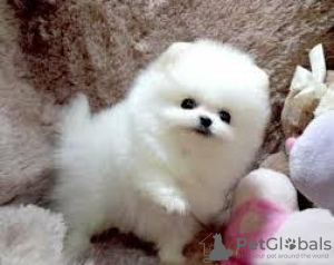 Photo №1. pomeranian - for sale in the city of Engelberg | 376$ | Announcement № 129175