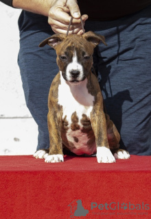 Additional photos: American Staffordshire Terrier puppies of international origin