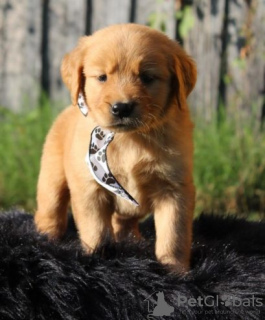 Photo №1. golden retriever - for sale in the city of Эура | Is free | Announcement № 128345