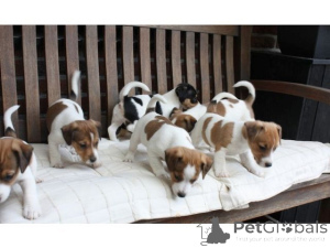 Photo №1. jack russell terrier - for sale in the city of Munich | 471$ | Announcement № 140158