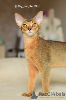 Photo №1. abyssinian cat - for sale in the city of Rostov-on-Don | 716$ | Announcement № 58181