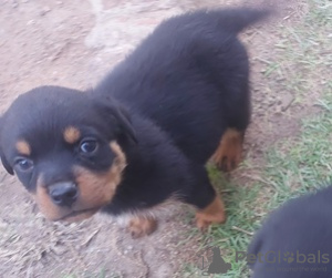 Photo №1. rottweiler - for sale in the city of Gehrden | Is free | Announcement № 128436