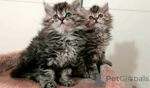 Photo №1. selkirk rex longhair - for sale in the city of Brussels | 516$ | Announcement № 161627