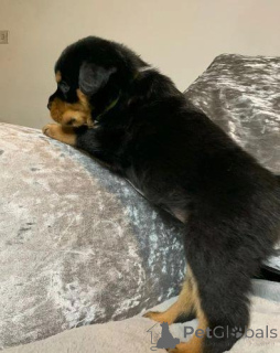 Photo №3. Rottweiler puppies for sale. Germany