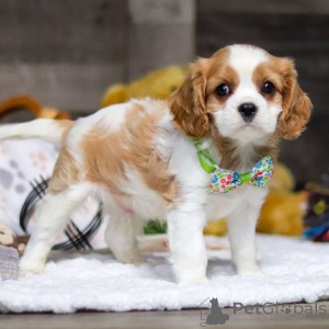 Photo №1. cavalier king charles spaniel - for sale in the city of Dubrovnik | 361$ | Announcement № 159555