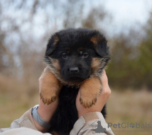 Photo №1. german shepherd - for sale in the city of Lisbon | 845$ | Announcement № 19590