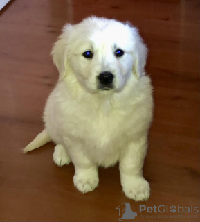 Photo №4. I will sell golden retriever in the city of Kovilj. breeder - price - negotiated