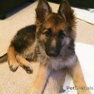 Photo №1. german shepherd - for sale in the city of Sofia | negotiated | Announcement № 170499
