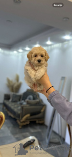 Photo №3. Maltipoo of top genetics. Serbia